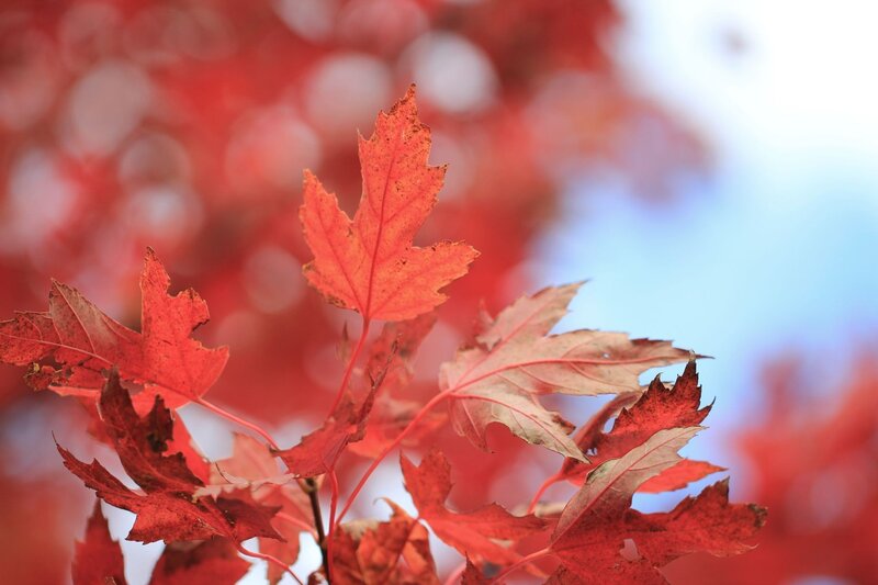 Red Maple Leaves — Serene, Blue