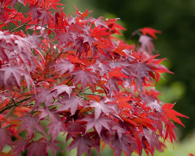 Red Maple Leaves — Serene, Green Background