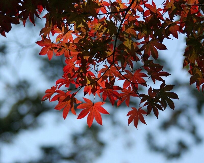 Red Maple Leaves — Serene, Sky