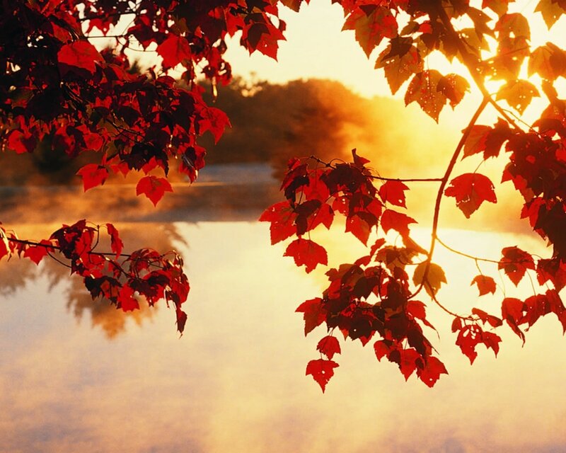 Red Maple Leaves — Serene, Sunrise