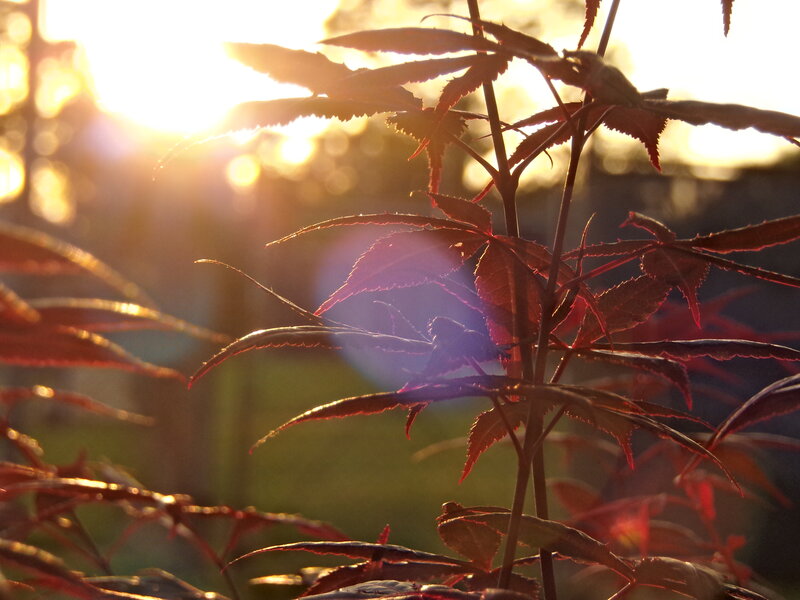 Red Maple Leaves — Serene, Sunset, Photograph, Sunlight