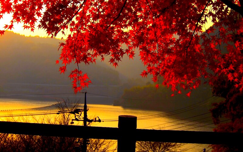 Red Maple Leaves — Serene, Sunset, Photograph