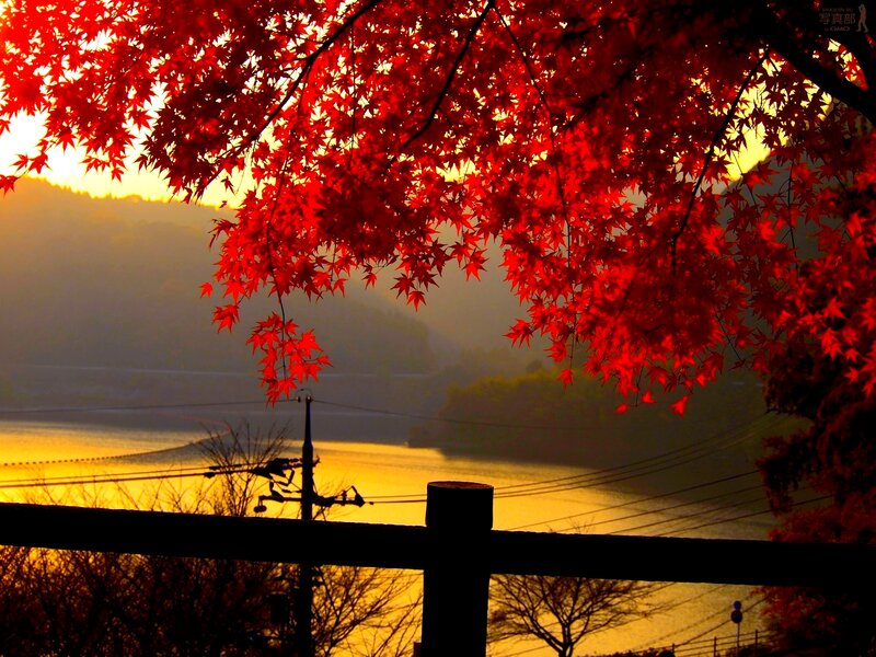 Red Maple Leaves — Serene, Sunset