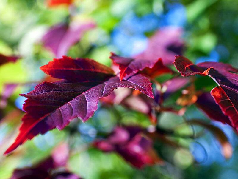 Red Maple Leaves — Serene