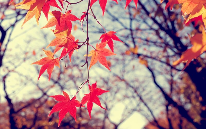 Red Maple Leaves — Serene, Yellow