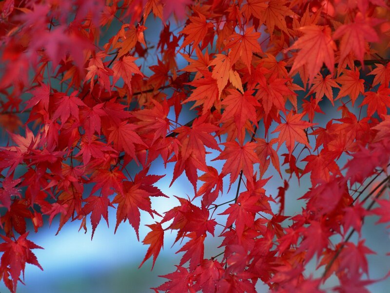 Red Maple Leaves — Sky