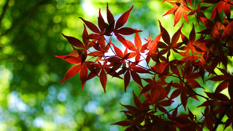 Red Maple Leaves — Sunlight