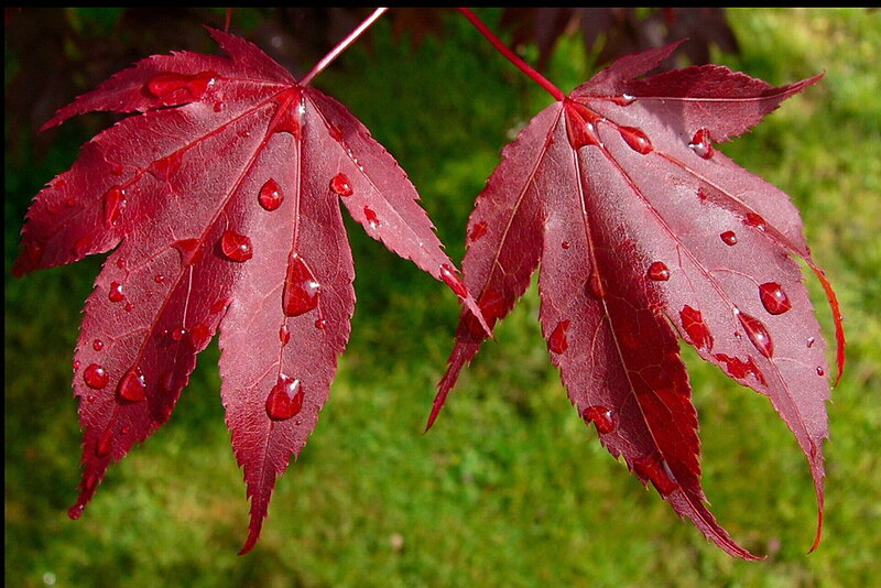 Red Maple Leaves