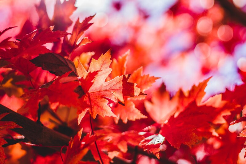 Red Maple Leaves — Vibrant, Autumn, Photograph, Branch, Sunlight