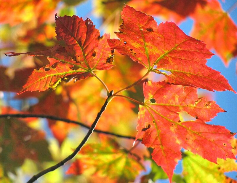 Red Maple Leaves — Vibrant, Autumn, Photograph, Branch