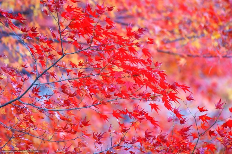 Red Maple Leaves — Vibrant, Autumn, Photograph, Branches, Autumn Foliage