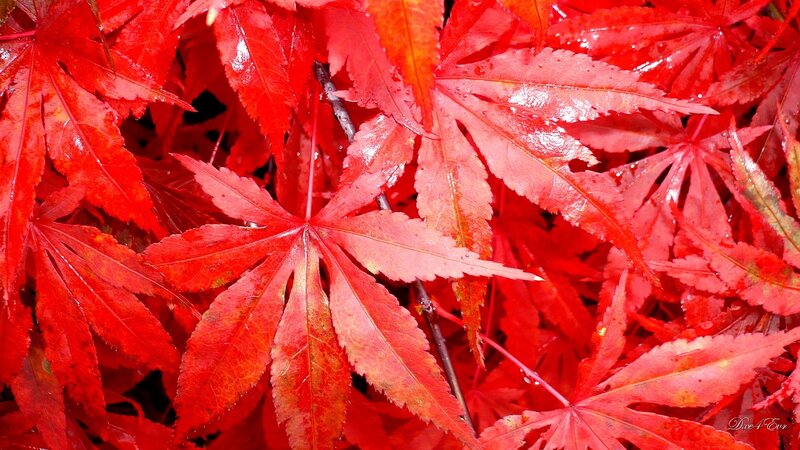 Red Maple Leaves — Vibrant, Autumn, Photograph, Branches, Drops