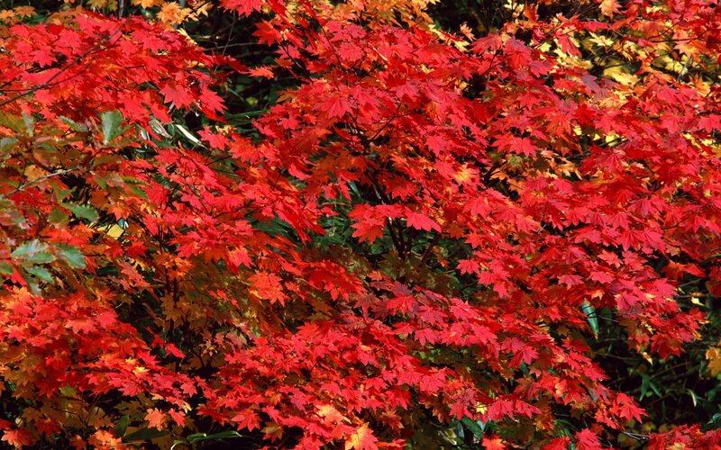 Red Maple Leaves — Vibrant, Autumn, Photograph, Branches, Forest