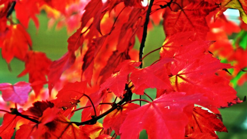 Red Maple Leaves — Vibrant, Autumn, Photograph, Branches, Green Background