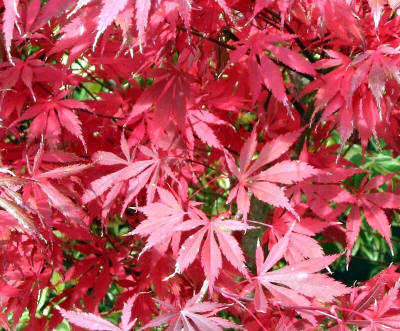 Red Maple Leaves — Vibrant, Autumn, Photograph, Branches, Green Foliage, Green