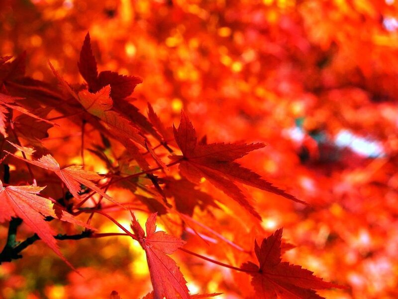 Red Maple Leaves — Vibrant, Autumn, Photograph, Branches, Orange