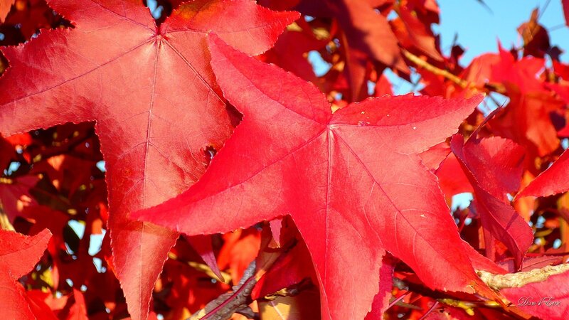 Red Maple Leaves — Vibrant, Autumn, Photograph, Branches, Sky, Blue, Dive4ever