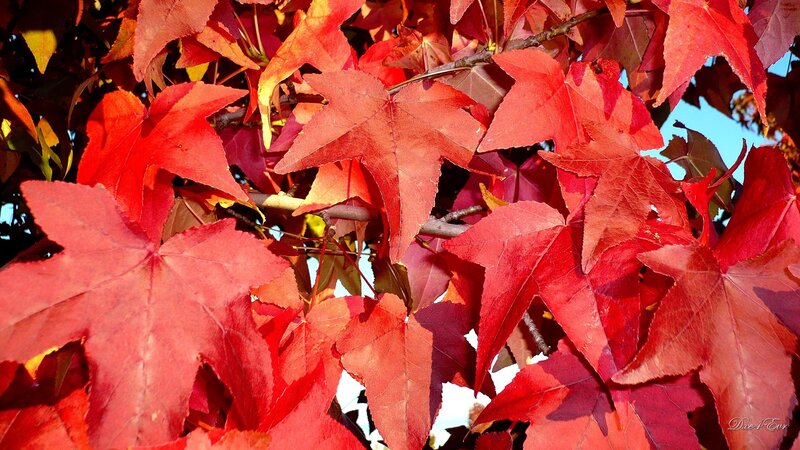 Red Maple Leaves — Vibrant, Autumn, Photograph, Branches, Sky, Blue, Doe4ever