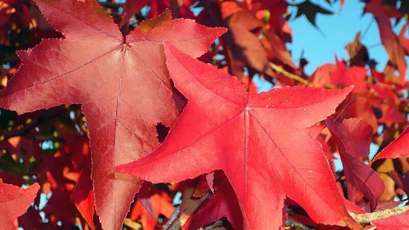 Red Maple Leaves — Vibrant, Autumn, Photograph, Branches, Sky
