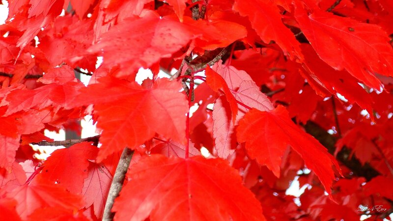Red Maple Leaves — Vibrant, Autumn, Photograph, Branches, Sky, White