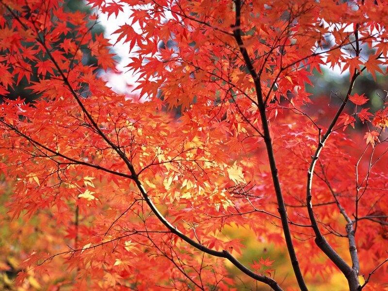 Red Maple Leaves — Vibrant, Autumn, Photograph, Branches, Sunlight, Orange, Yellow