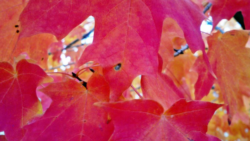 Red Maple Leaves — Vibrant, Autumn, Photograph, Branches, Sunlight