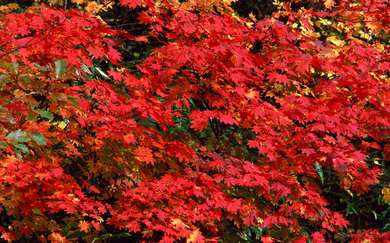 Red Maple Leaves — Vibrant, Autumn, Photograph, Branches