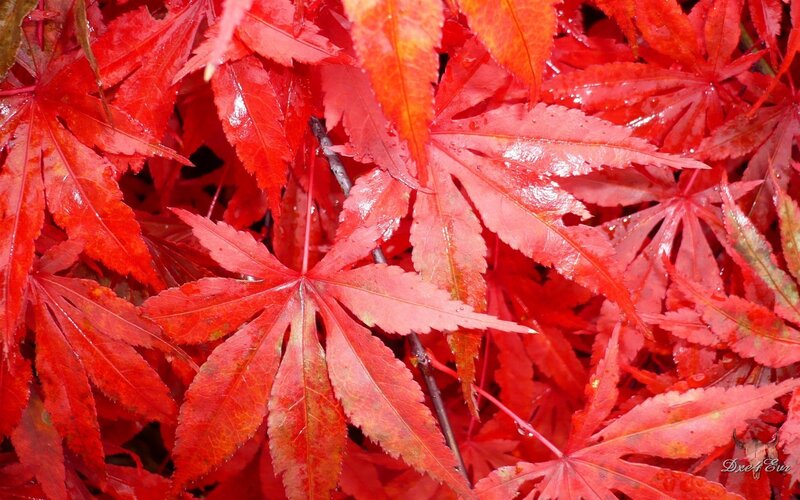 Red Maple Leaves — Vibrant, Autumn, Photograph, Branches, Water Droplets