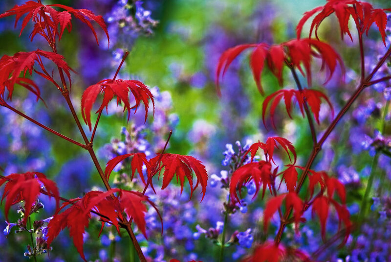 Red Maple Leaves — Vibrant, Autumn, Photograph, Flowers