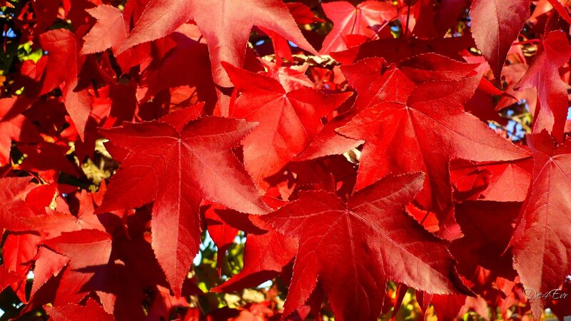 Red Maple Leaves — Vibrant, Autumn, Photograph, Sunlight