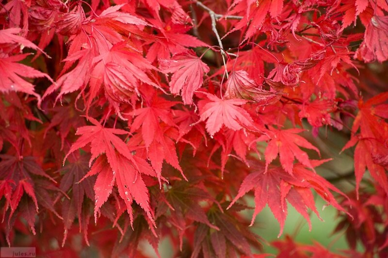 Red Maple Leaves — Vibrant, Autumn, Photograph