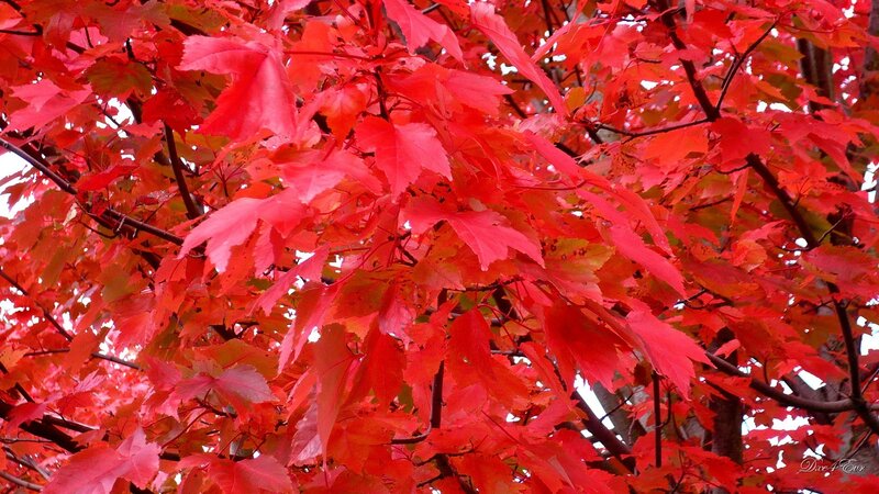 Red Maple Leaves — Vibrant, Autumn, Photograph, Tree Branches, Autumn Foliage, Green
