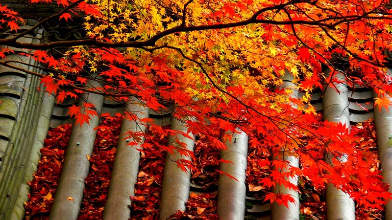 Red Maple Leaves — Vibrant, Autumn, Photograph, Tree Branches, Roof Tiles
