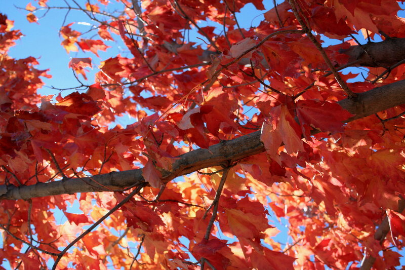 Red Maple Leaves — Vibrant, Autumn, Photograph, Tree Branches, Sky, Blue, Brown