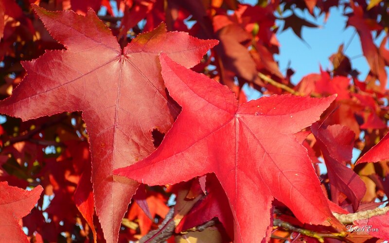 Red Maple Leaves — Vibrant, Autumn, Photograph, Tree Branches, Sky, Blue, Dxe4eur