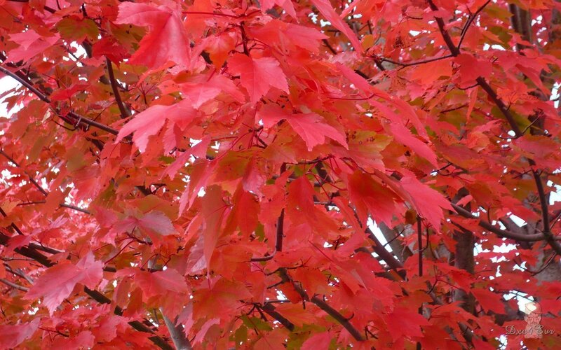Red Maple Leaves — Vibrant, Autumn, Photograph, Tree Branches, Sky, Green