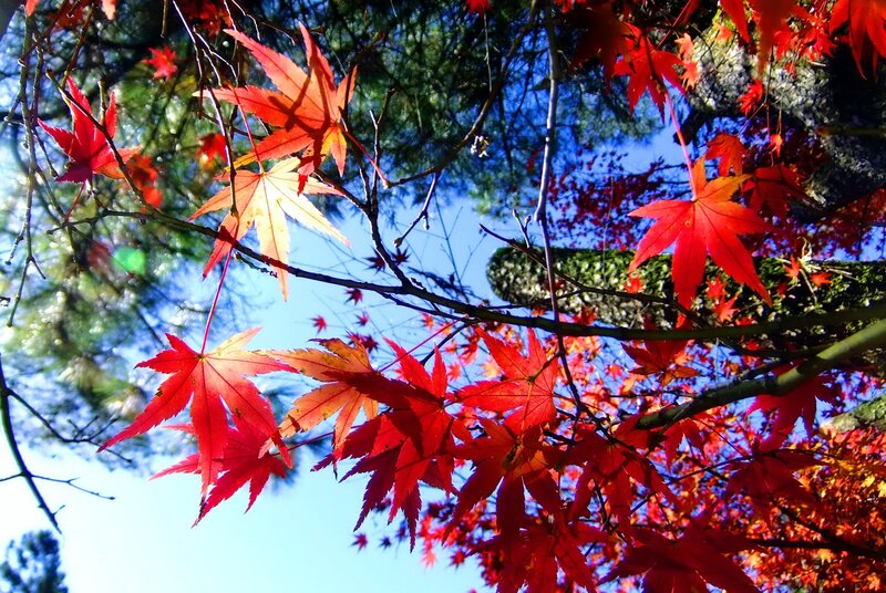 Red Maple Leaves — Vibrant, Autumn, Photograph, Tree Branches, Sky