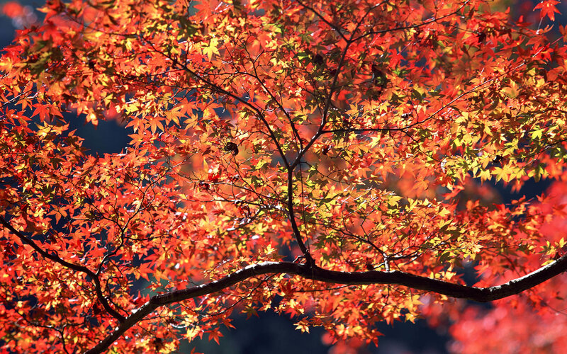 Red Maple Leaves — Vibrant, Autumn, Photograph, Tree Branches, Sunlight