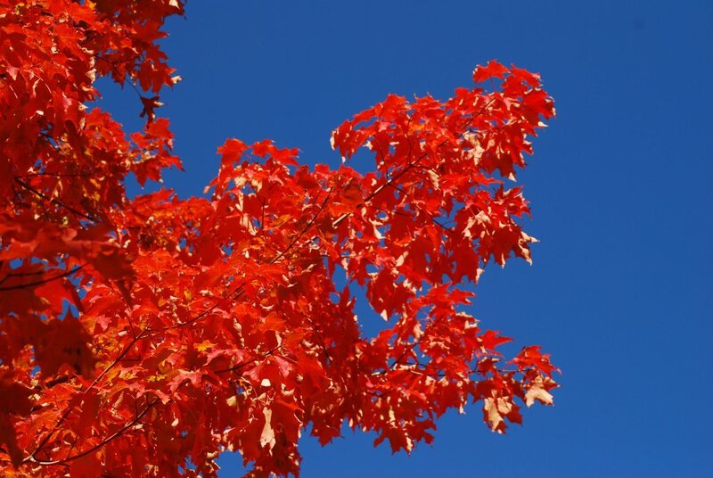 Red Maple Leaves — Vibrant, Autumn, Photograph, Tree Branches