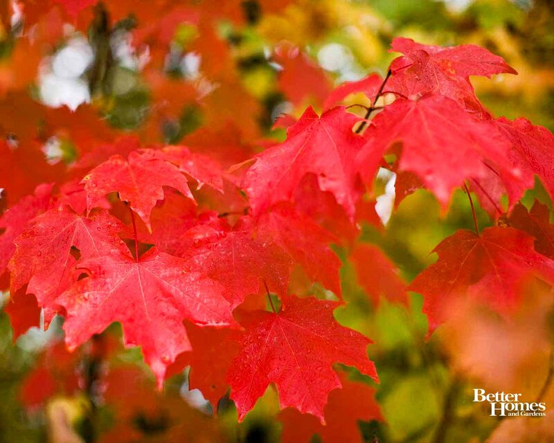 Red Maple Leaves — Vibrant, Autumn, Photograph, Tree, Raindrops