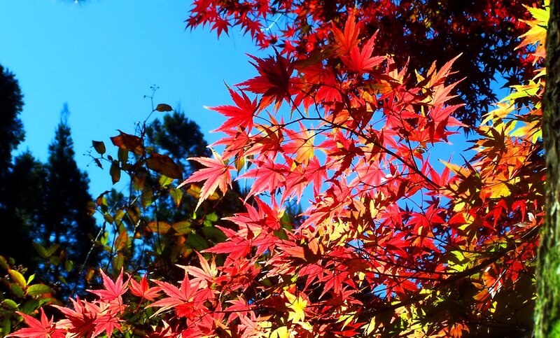 Red Maple Leaves — Vibrant, Autumn, Photograph, Tree, Sky, Blue