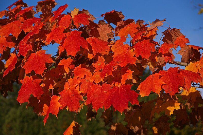Red Maple Leaves — Vibrant, Autumn, Photograph, Tree, Sky