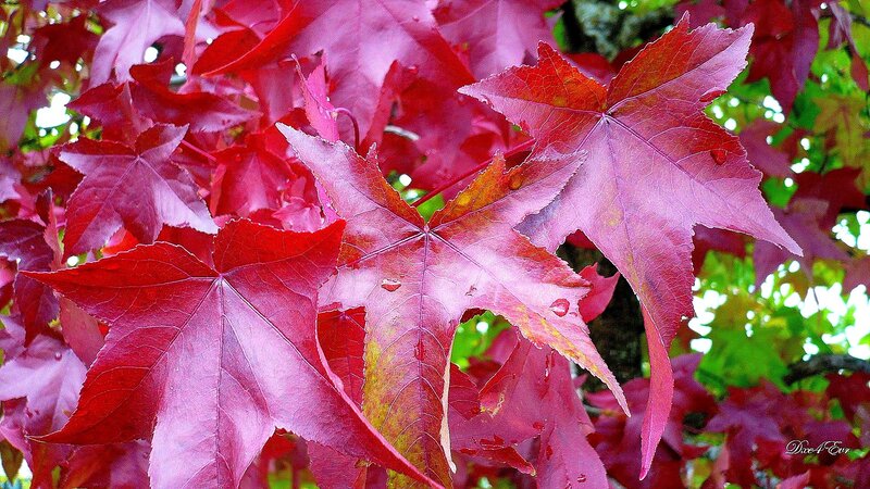 Red Maple Leaves — Vibrant, Autumn, Photograph, Tree, Sunlight, Green
