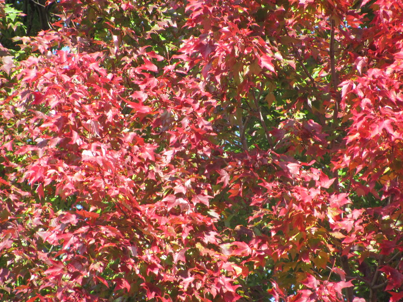 Red Maple Leaves — Vibrant, Autumn, Photograph, Tree, Sunlight