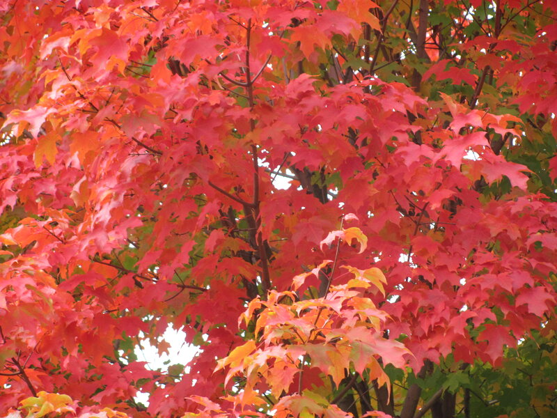 Red Maple Leaves — Vibrant, Autumn, Photograph, Tree