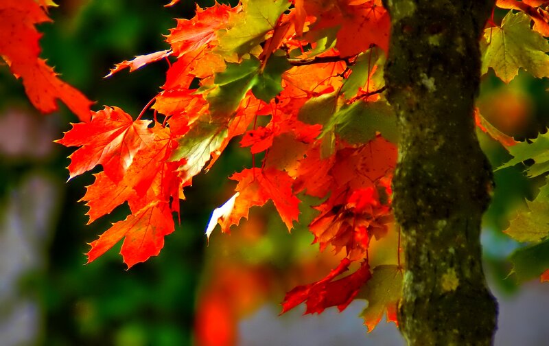 Red Maple Leaves — Vibrant, Autumn, Photograph, Tree Trunk