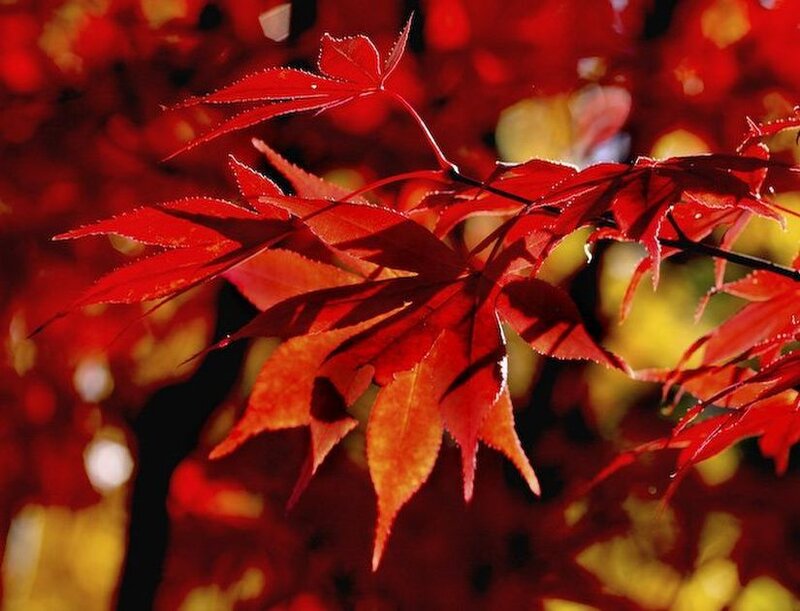 Red Maple Leaves — Vibrant, Autumn