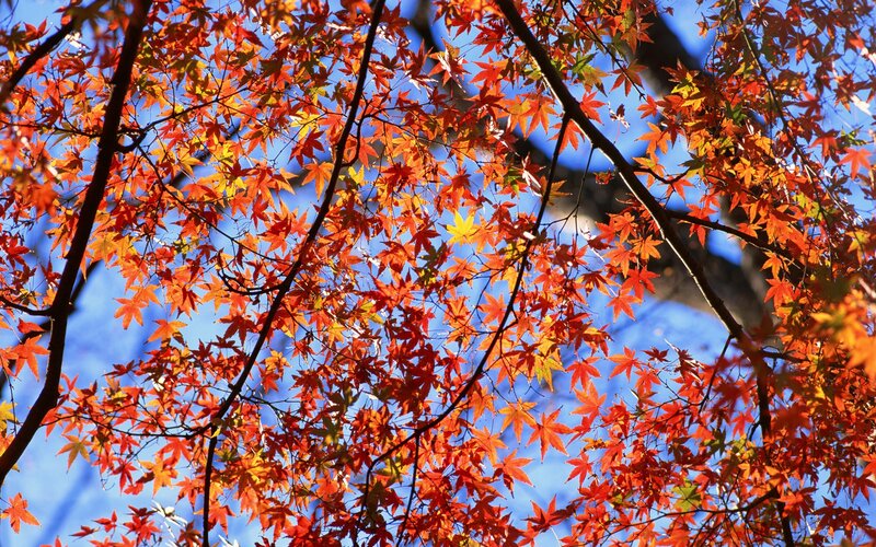 Red Maple Leaves — Vibrant, Photograph