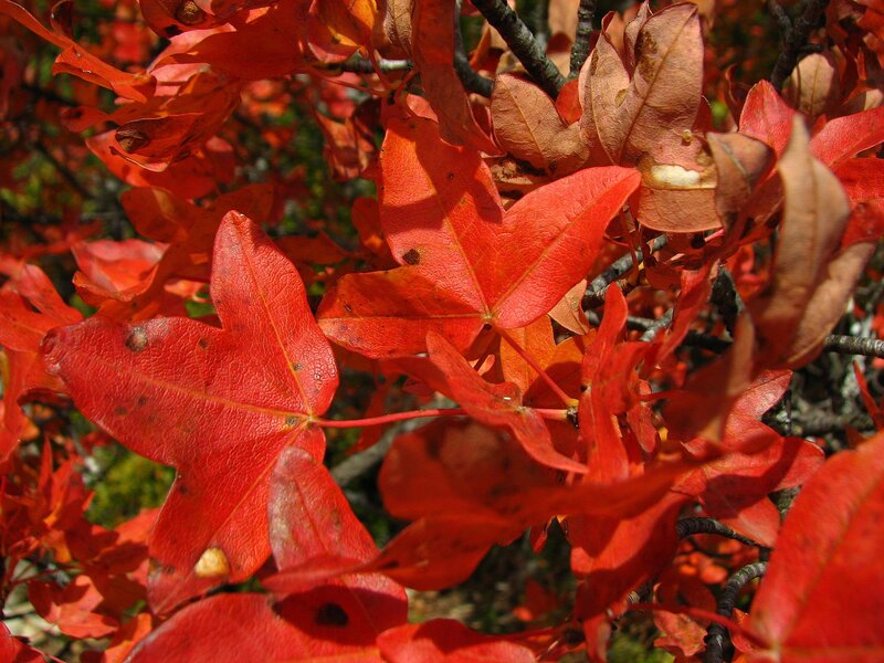 Red Maple Leaves — Vibrant