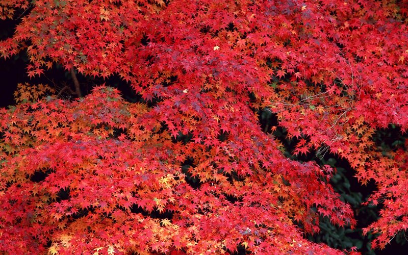 Red Maple Leaves — Vibrant, Tree